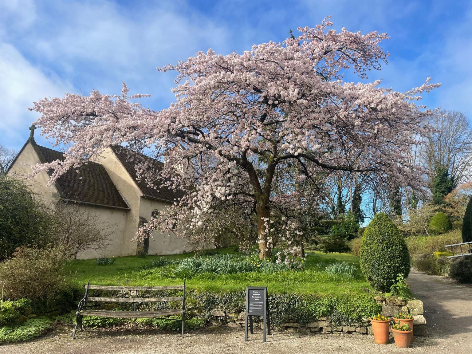 Cherry blossom blooms at Benthall Hall | What's What Magazine